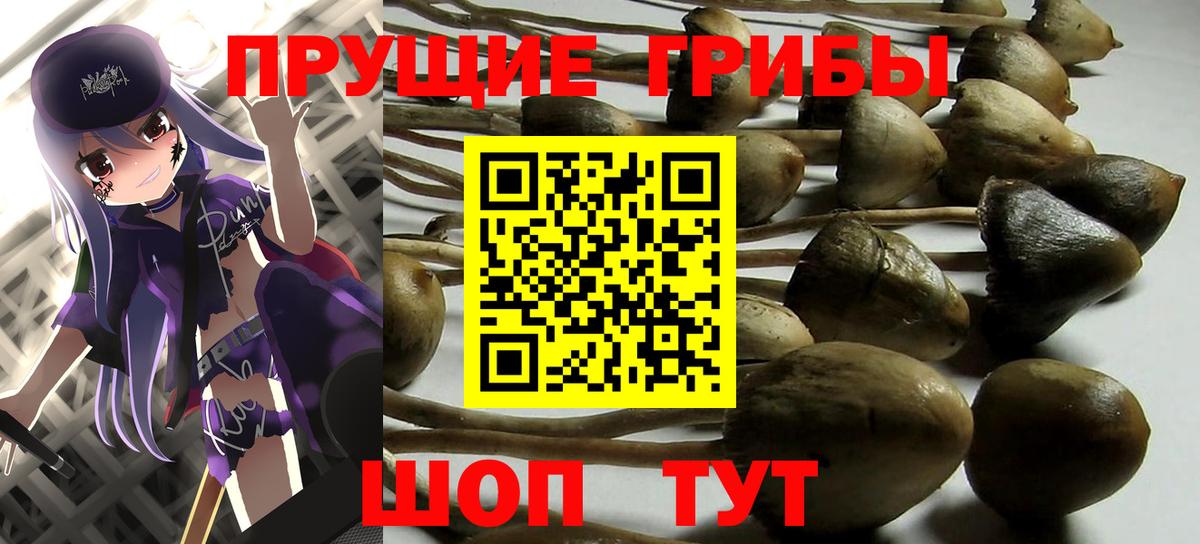 Псилоцибиновые грибы GOLDEN TEACHER Домодедово